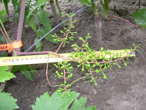 Plik:Framusa Albea 14.06.2012.jpg