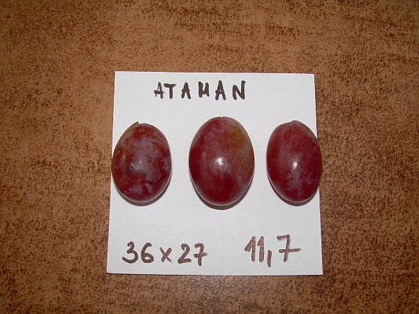 Plik:Ataman 29.09.2012.jpg