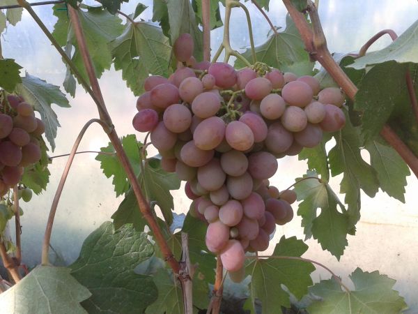 Plik:Ataman 23.08.15.jpg