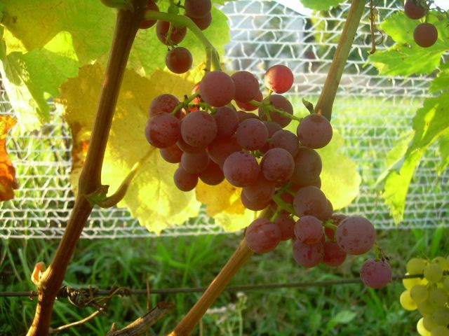 Plik:Einset Seedless1-groo.jpg