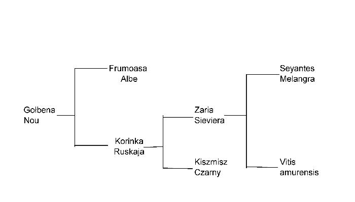 Plik:Golbena nou-drz.jpg