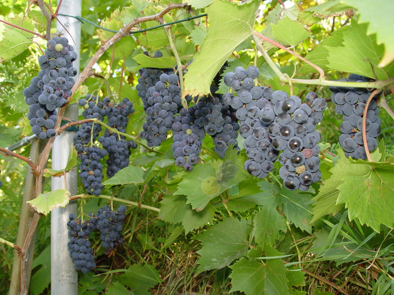 Plik:Marq-grona-GE.jpg