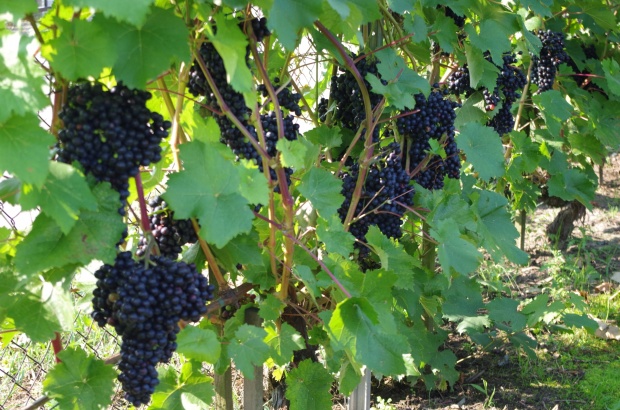 Plik:22082021-Krasień.jpg