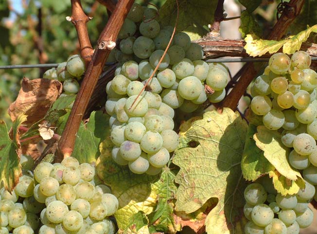 Plik:282 Riesling - grona Grzegorz Nowakowski.jpg