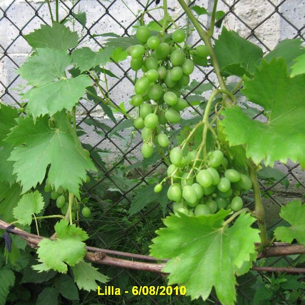 Plik:Lilla-gr4.jpg