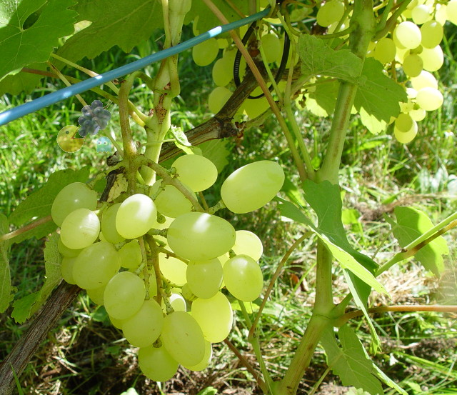 Plik:Prodiusier-grona1-GE.jpg
