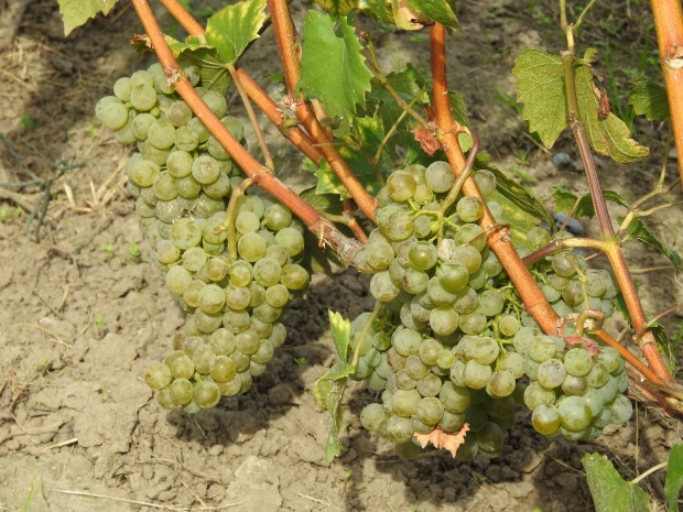 Plik:20092020 Bacska.jpg