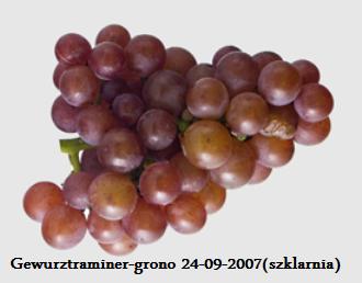 Plik:Gewurz-gr1.jpg