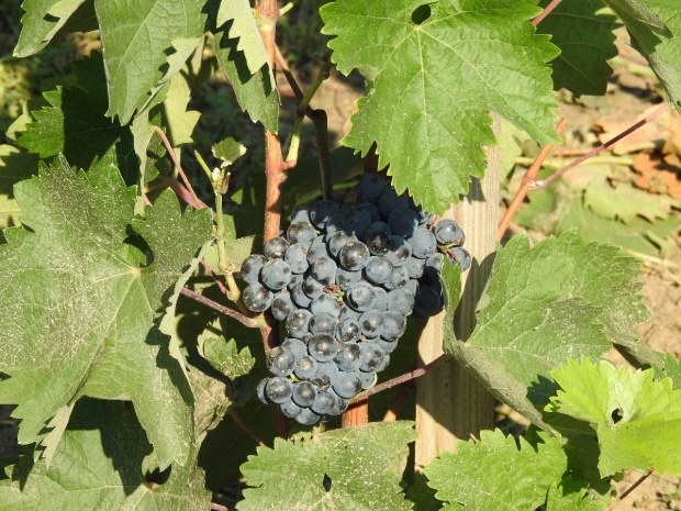 Plik:19082018 Negru de Dr.jpg