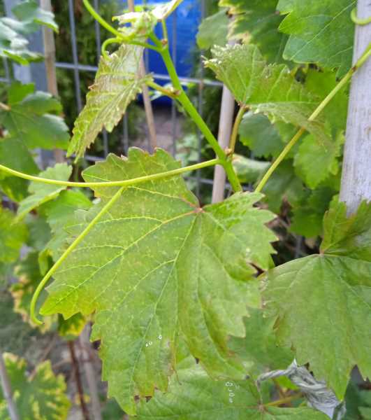 Plik:Frajla - liść 20240905.jpg