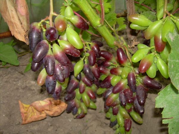 Plik:Moskiewski Czarny 09.08.2012.jpg