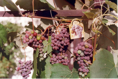 Plik:127 New York Muscat NEW YORK MUSCAT - grona Krycha.jpg