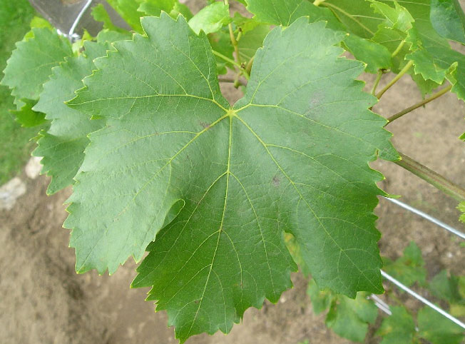 Plik:334 Aloszenkin - lisc Jakub Nowakowski.jpg