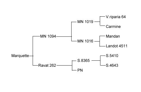 Plik:Marquette-drz.jpg