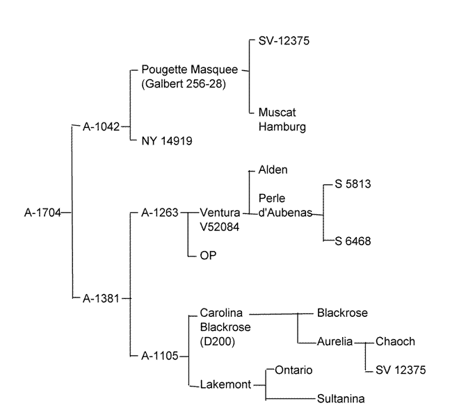 Plik:A-1704-drzewko.gif