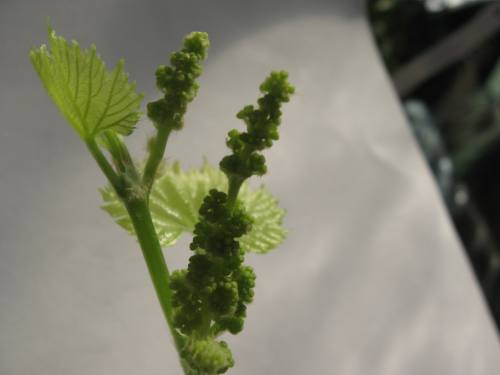 Plik:A-1704 MM kwiat.jpeg