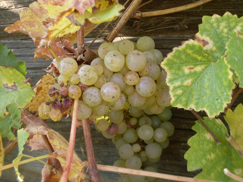 Plik:Riesling03.jpg