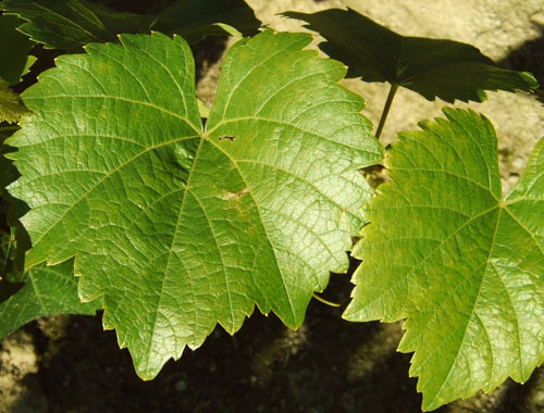 Plik:212 Hibernal - lisc H.Wiercinski.jpg