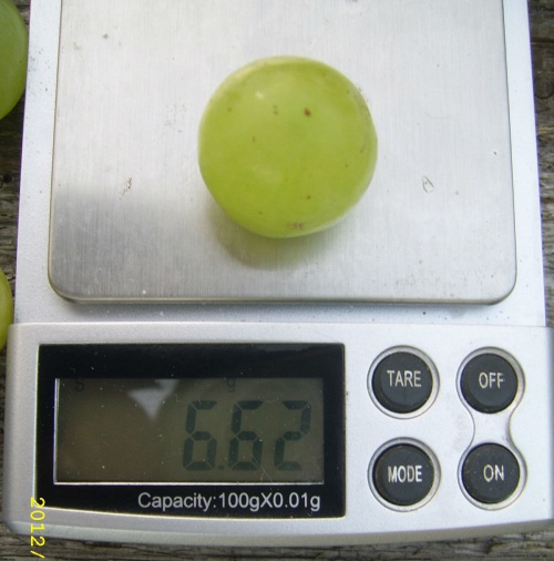 Plik:A990ef687ebe989fmed.jpg