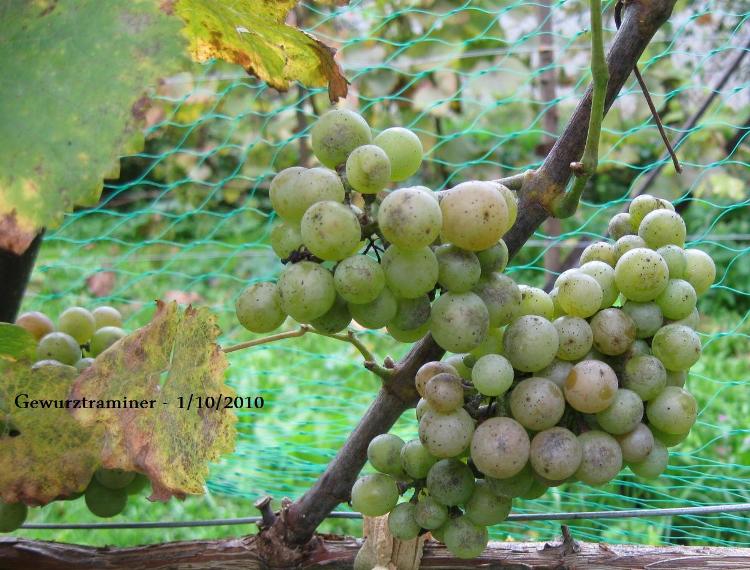 Plik:Tramin2.jpg