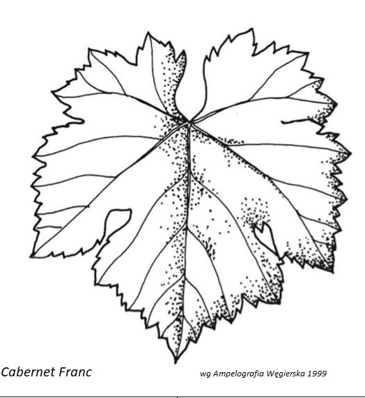 Plik:Cabernet Franc - profil liścia.jpg
