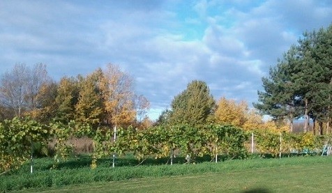 Plik:6. Jesień.jpg