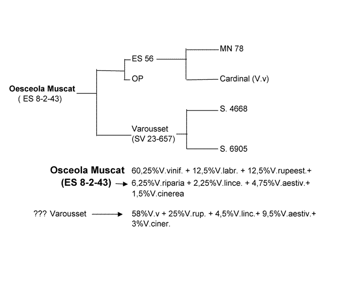 Plik:Osceola Muscat-drz.gif