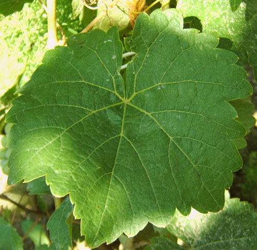 Plik:211 Hibernal - lisc H.Wiercinski.jpg