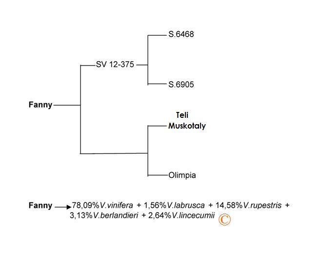 Plik:Fanny-drz.jpg