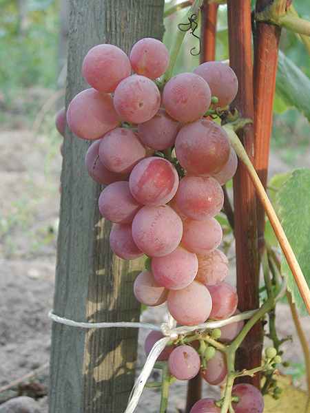 Plik:173 V 68-021 Grono. G. Sapijaszko.jpg