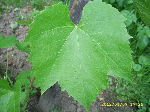 Plik:Summersweet Lisc2.jpg