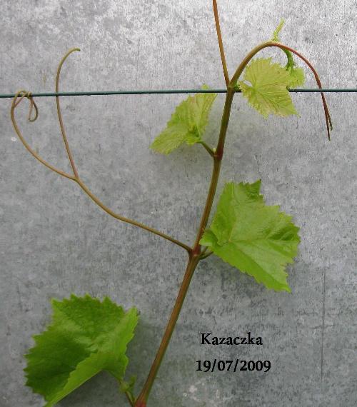 Plik:Kazaczka-k.jpg