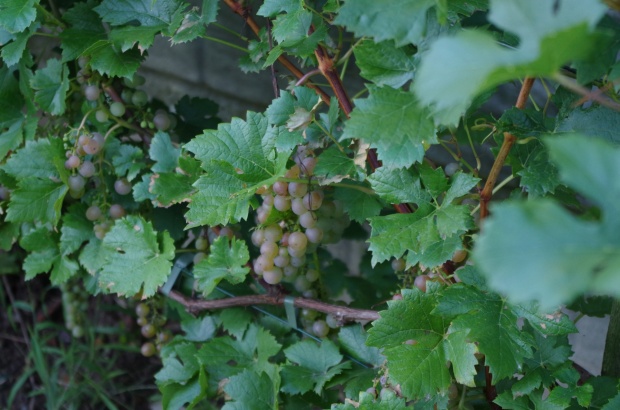 Plik:05092021Kosmopolita.jpg