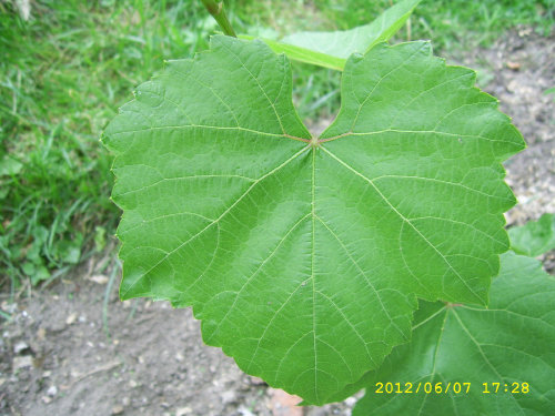 Plik:Fabel Lisc1.jpg