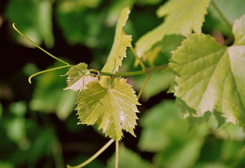 Plik:219 Marechal Foch - grono D. Rzosinski.jpg