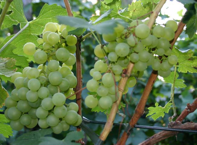 Plik:329 Rubanka - grona Zenon Banasiak.jpg