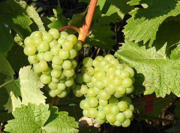 Plik:Gyongyriesling grono.jpg