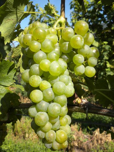 Plik:2921k Mueller Thurgau-grono.jpg