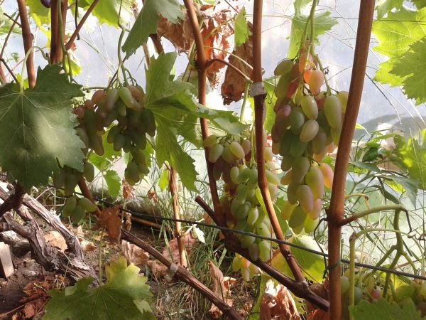 Plik:Zagrawa 28.09.15.jpg