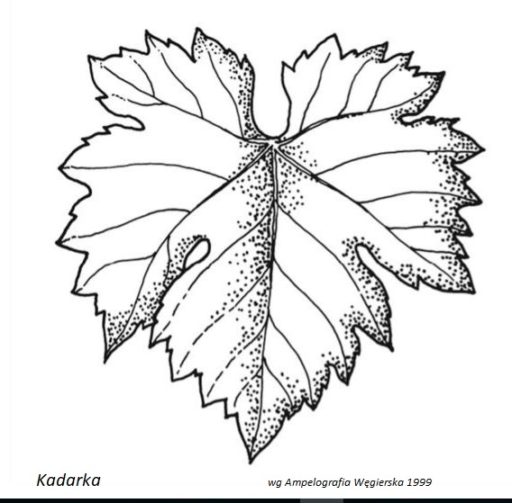 Plik:Kadarka - profil liścia.jpg