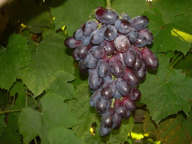 Plik:KarMaKod18-1.jpg