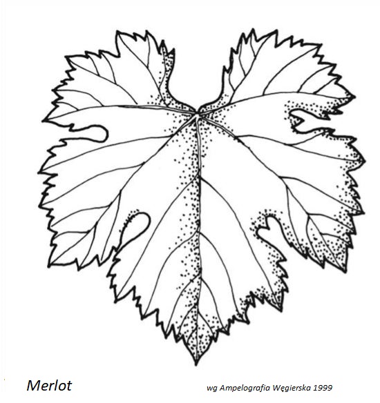 Plik:Merlot - profil liścia.jpg