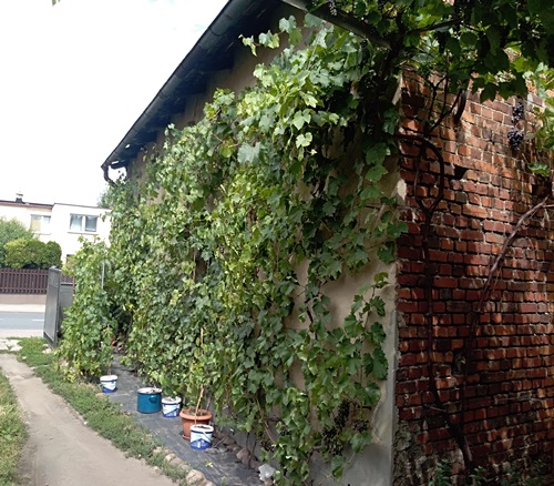 Plik:IMG 20180716 110053.jpg