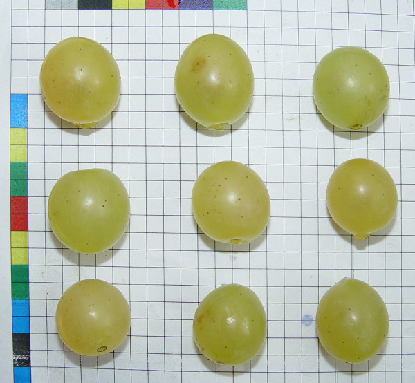 Plik:Fanny jagody.jpg