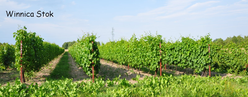 Plik:Winnica2015winogronaORG.jpg