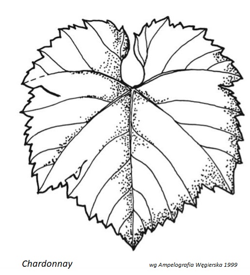 Plik:Chardonnay - profil liścia.jpg