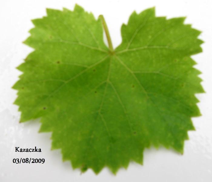 Plik:Kazaczka-L1.jpg