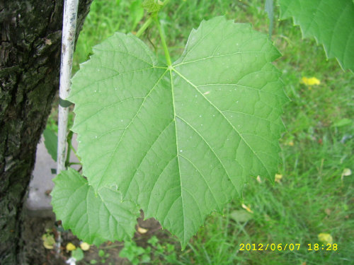 Plik:KR 87-3 Lisc2.jpg