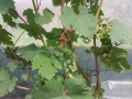 Miniatura wersji z 20:29, 27 lut 2016