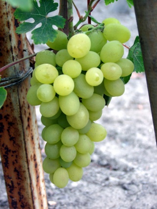 SAROLTA - grono Foto: P. Pawluczuk